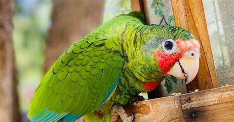 Cayman Parrot Sanctuary | Explore Cayman