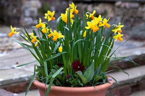 Daffodil Pot Display - BBC Gardeners World Magazine