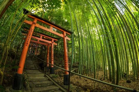 "Secret" Bamboo Forest in Kyoto [OC] : japanpics