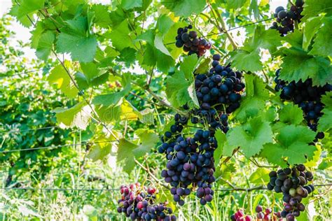 Grape Vines at Harvest Time Stock Image - Image of hanging, fall: 227073895