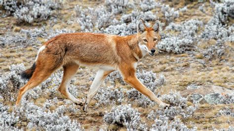 Wildlife Holidays in Ethiopia - Naturetrek