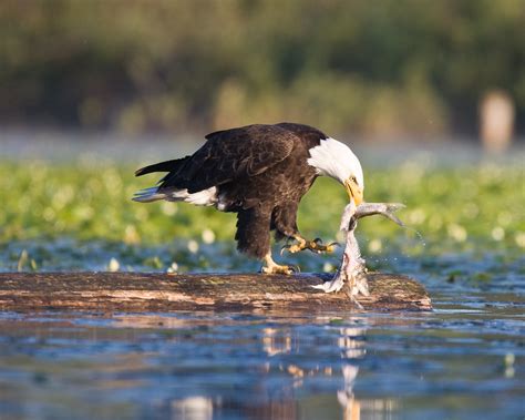 Bald Eagle eating fish | Lake Sammamish, WA Copyright 2008 -… | Flickr