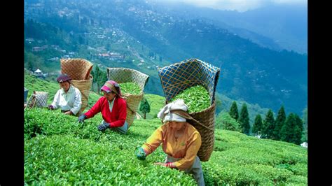 Best Tea Gardens Of Darjeeling | Fasci Garden