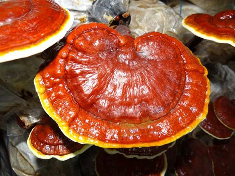 A mushroom called Ganoderma - The balancer of the earth