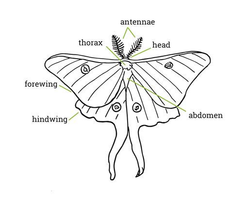 Moths of Acadia (U.S. National Park Service)