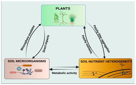 Microorganisms | Free Full-Text | Potential Roles of Soil ...