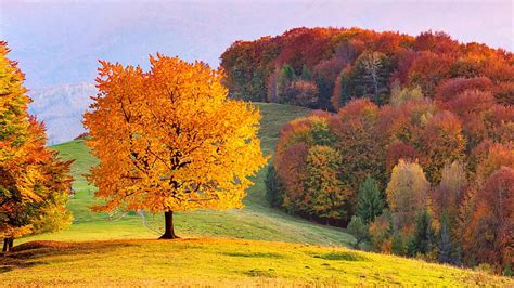 Beech tree in autumn, Ukraine, beech, forest, fall, autumn, colors ...