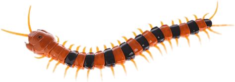 Centipede PNG transparent image download, size: 990x348px