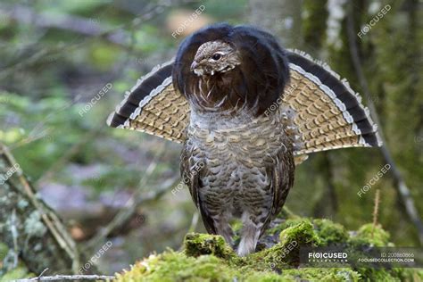 Ruffed grouse drumming from log in forest, close-up — fauna, outdoors ...