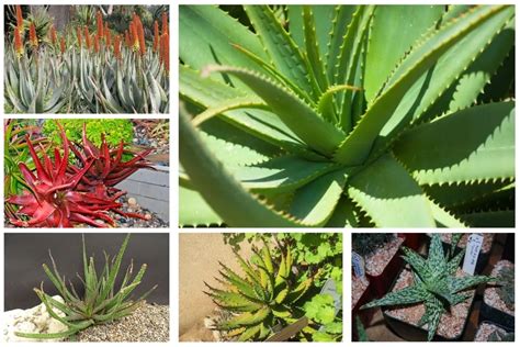 Are There Different Types Of Aloe Vera Plants