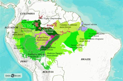 Amazon Basin Ecoregions | Global Forest Atlas | Forest, Global map ...