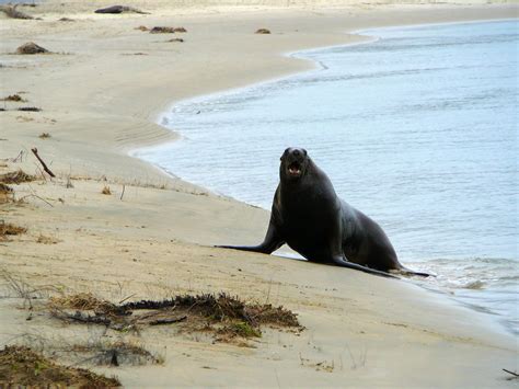 Sea Lions Breeding Season in New Zealand 2024-2025 - Rove.me