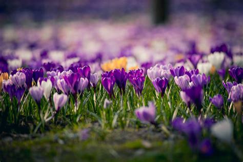 14 Beautiful Crocus Varieties to Plant