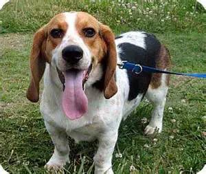 All About The Basset Hound Beagle Mix (Bagle Hound) With Pictures