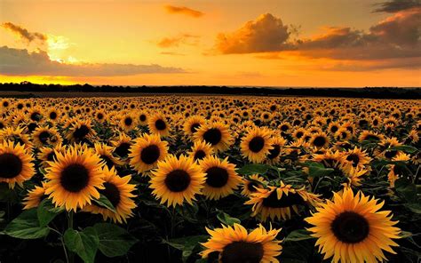 Download Sunflower Desktop Field At Sunset Wallpaper | Wallpapers.com