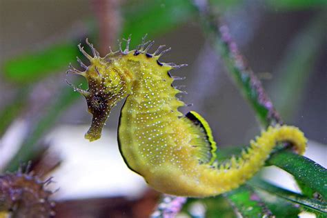 seahorse | Long-snouted seahorse | Long-snouted seahorse, Hippocampus ...