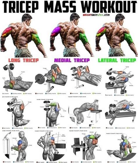 TRICEP MASS TRAINING | Tricep workout gym, Big biceps workout, Triceps ...