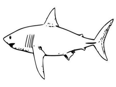 Great White Shark Drawing | Free download on ClipArtMag