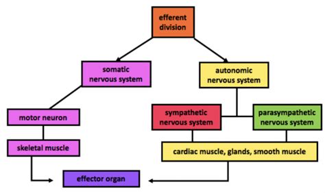 Peripheral Somatic Autonomic Nervous System