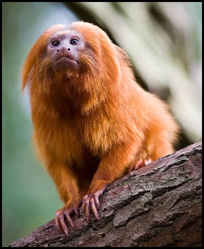 Golden Lion Tamarin Facts For Kids | Kids Matttroy