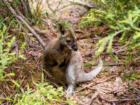 Future Survival: Protect Freycinet's Wildlife By Observing From A ...