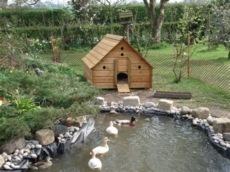 DIY Duck Pond Ideas for Your Backyard