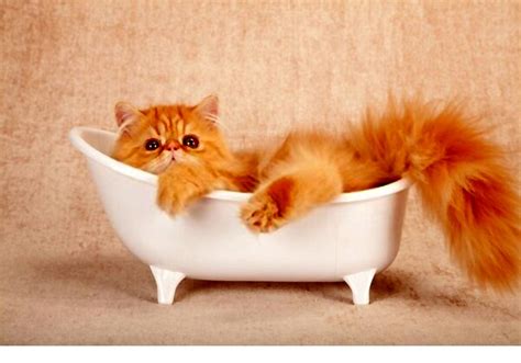 Who Else Wants to Know More About Persian Cat Bath?