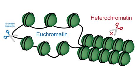 Chromatin Structure Analysis | EpigenTek