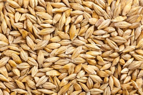 Barley grain Stock Photo by ©jirkaejc 2521176