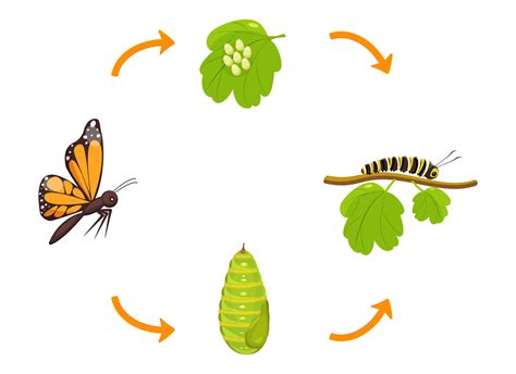 Butterfly life cycle. Transformation of caterpillar from cocoon. Vector ...