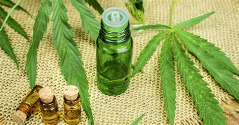 What Is Cannabis Oil And What Are Its Primary Uses?