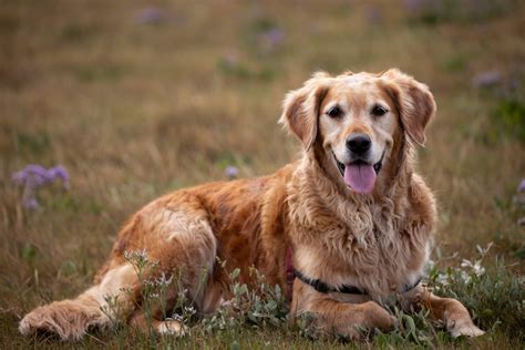 Golden Retriever Allergies: Most Common (& How To Treat Them)