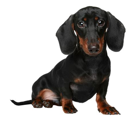 Miniature Dachshund Breed Guide | Petbarn