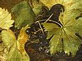 Category:Bacchus by Caravaggio - details - Wikimedia Commons