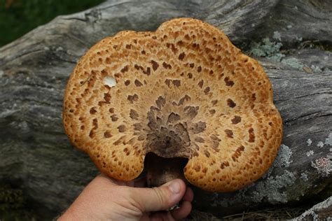 Foraging Pheasant Back Mushrooms (Cerioporus squamosus) — Practical ...