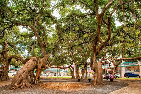 Lahaina Banyan Tree: Sharp | Maui attractions, Trip to maui, Maui vacation