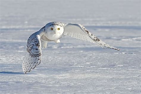 Animals That Live in the Tundra - WorldAtlas.com