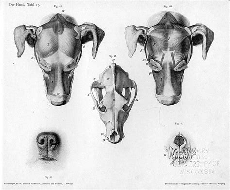 UWDC Search - UW-Madison Libraries | Dog anatomy, Dog skull, Dog drawing