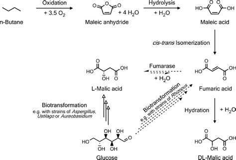 Chemical reaction route of DL-malic acid synthesis (solid arrow ...