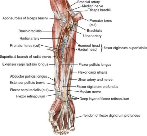 Anatomy of the Elbow Joint | Musculoskeletal Key