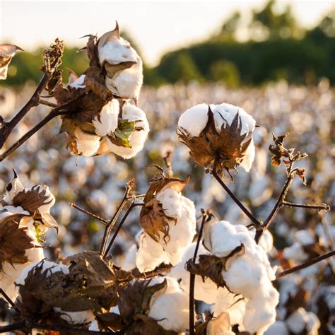 Cotton Production Calendar - Alabama Cooperative Extension System