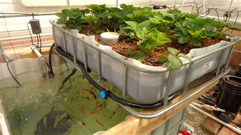 Koi Aquaponics Setup - Why Build a Sustainable System