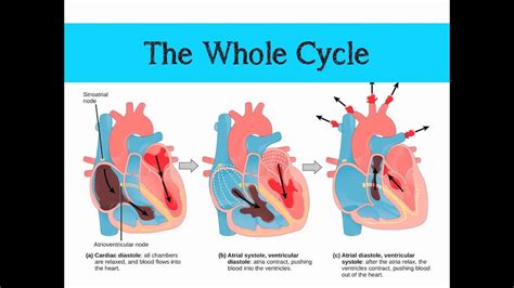 The Mammalian Heart & Cardiac Cycle - YouTube