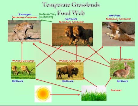 Food Chain and Food Web - Temperate Grasslands