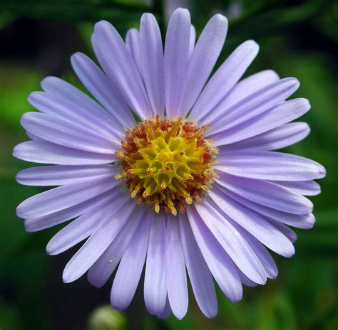 Aster tataricus - Wikipedia