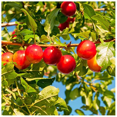 100 Cherry Plum Trees / Prunus Cerasifera / Myrobalan, 2-3ft Tall ...