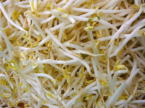 5 Sick with 2 Dead from Listeria Tainted Bean Sprouts in Illinois and ...