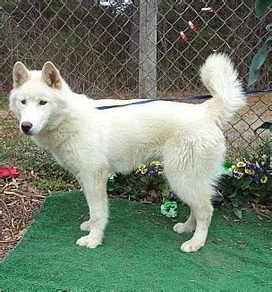 Huskita (Akita-Husky Mix) Info, Temperament, Training, Puppies, Pictures