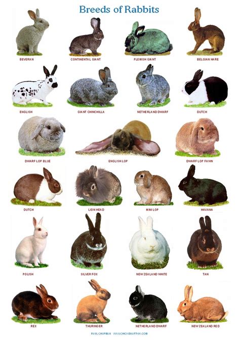 A4 Laminated Posters. Breeds of Rabbits - Etsy | Pet bunny rabbits ...