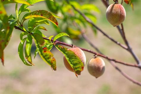 Premium Photo | Young peaches growing on a diseased tree treatment for ...